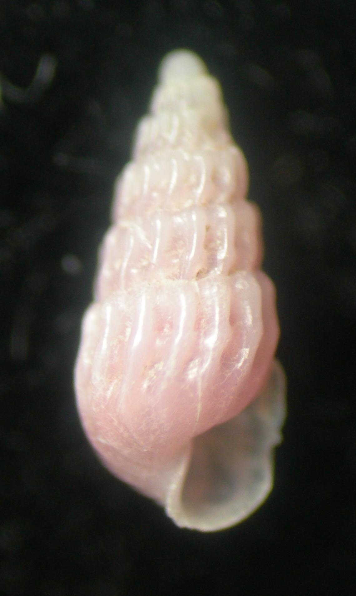 chrysallida o turbonilla rosa